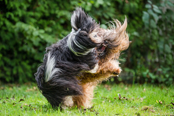 two hairy dogs playing with each other roughly