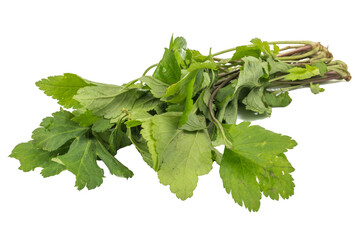 fresh green leaves White mugwort (Artemisia lactiflora, Guizhou) isolated on white background. herbal medicine inhibited or slowed growth of cancer cells Help prevent cancer