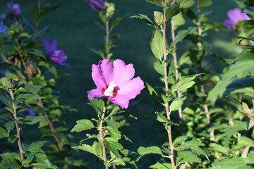 Sunny Purple Flower