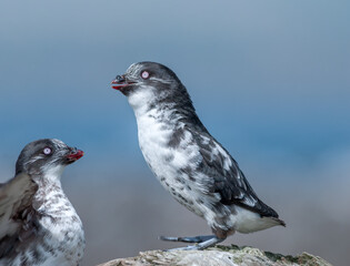 Fototapeta premium Least Auklets (Aethia pusilla) at colony in St. George Island, Pribilof Islands, Alaska, USA