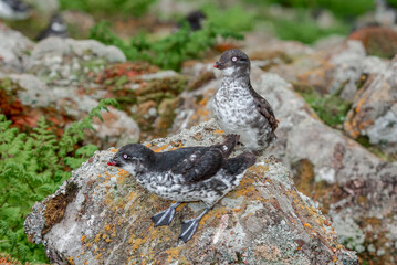 Least Auklets (Aethia pusilla) at colony in St. George Island, Pribilof Islands, Alaska, USA