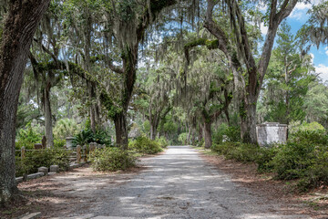 Fototapeta premium Spanish moss hangs from live oaks in this cemetery in Georgia