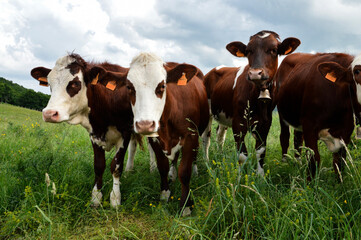 Fototapeta na wymiar A Abondance calf in a herd of cows in the green mountain pasture.