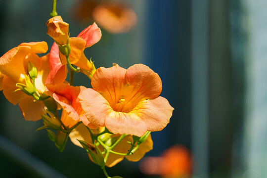 Campsis grandiflora blossom, with large, bright orange, showy trumpet-shaped flowers, close up.