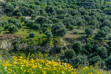 Landschaft mit Olivenbäumen in der Lassithi-Hochebene von Kreta, Griechenland