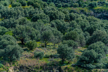 Landschaft mit Olivenbäumen in der Lassithi-Hochebene von Kreta, Griechenland