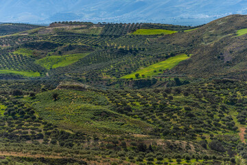 Landschaft mit Olivenbäumen in der Lassithi-Hochebene von Kreta, Griechenland