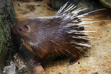 Close up the malayan porcupine animal