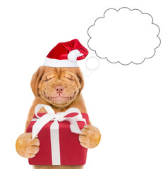 Dreaming puppy  wearing a red christmas hat holds gift box. isolated on white background