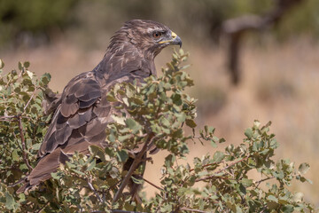 buse variable