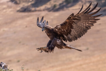 aigle royal