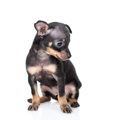 Cute Toy terrier puppy sits in profile and looks away and down on empty space. Isolated on white background