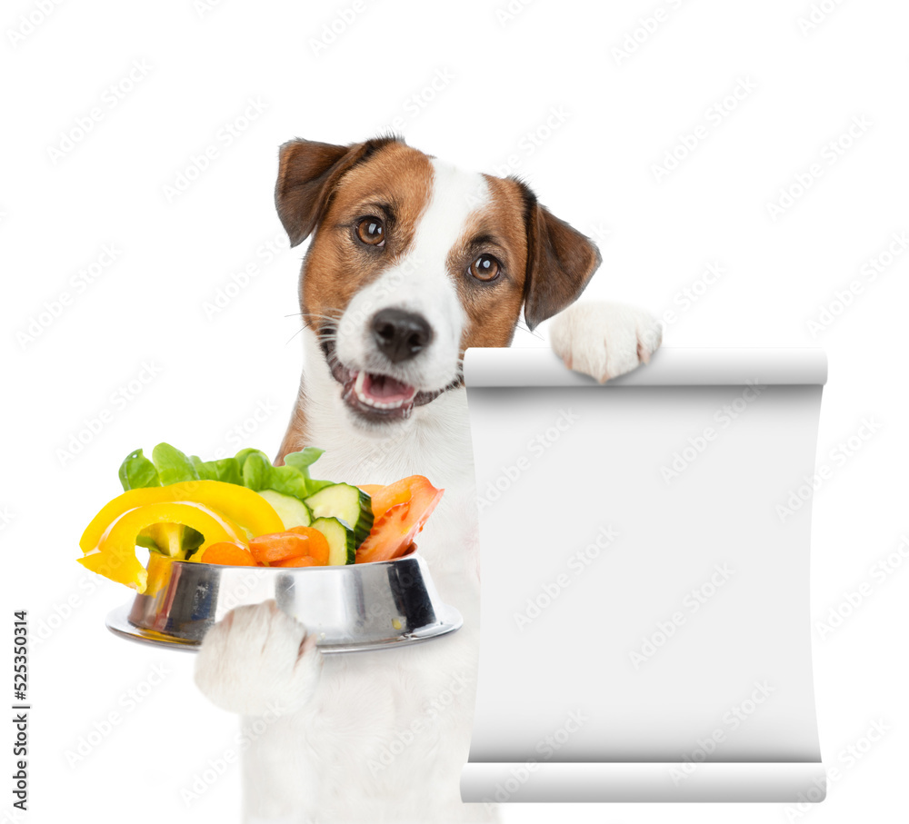 Poster jack russell terrier puppy holds bowl of vegetables and empty list. isolated on white background