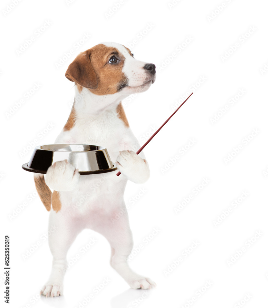 Poster hungry jack russell terrier puppy holds empty bowl and points away on empty space. isolated on white