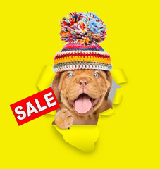 Funny dog  wearing warm hat looking through a hole in yellow paper and holding sales symbol