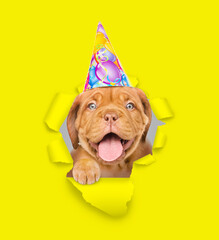 Happy Mastiff puppy wearing party cap looking through a hole in yellow paper