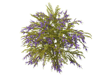 Ivy on a transparent background
