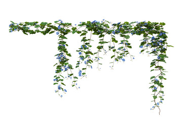 Ivy on a transparent background
