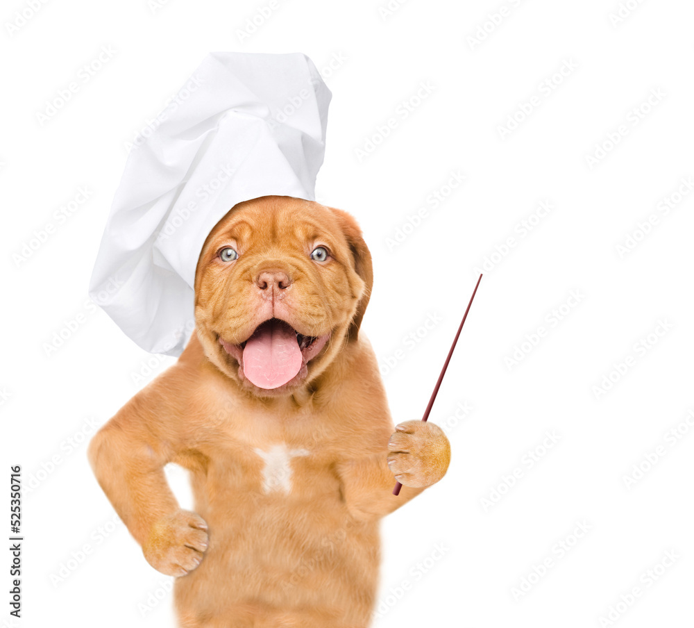 Poster happy puppy wearing a chef's hat points away on empty space. isolated on white background