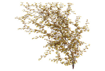 Ivy on a transparent background
