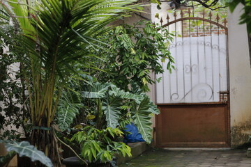 taro leaves and some trees beside the house, near the gate.