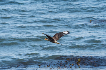 Southern Crested Caracara (Caracara plancus) in Ushuaia area, Land of Fire (Tierra del Fuego), Argentina