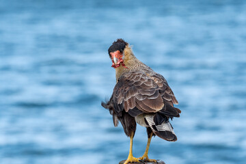 Southern Crested Caracara (Caracara plancus) in Ushuaia area, Land of Fire (Tierra del Fuego), Argentina