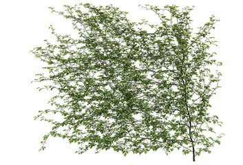 Ivy on a transparent background
