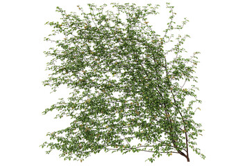 Ivy on a transparent background
