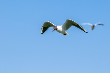Black-headed Gull (Chroicocephalus ridibundus) at colony