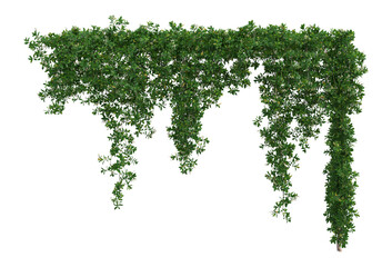 Ivy on a transparent background
