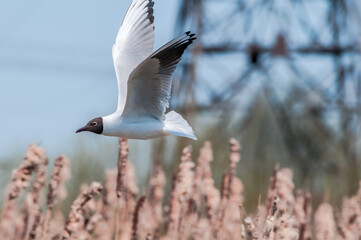 Black-headed Gull (Chroicocephalus ridibundus) at colony