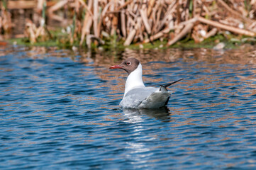 Black-headed Gull (Chroicocephalus ridibundus) at colony