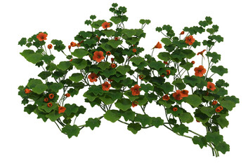 Ivy on a transparent background
