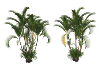 Obraz premium Tropical plants on a transparent background 