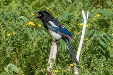 Black-billed Magpie (Pica hudsonia) at Chowiet Island, Semidi Islands, Alaska, USA