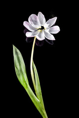 Green stem and bright pink tulip flower petals, isolated on black background.