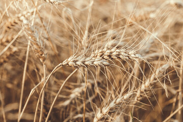 Ripe wheat ears in an agricultural field at harvest time