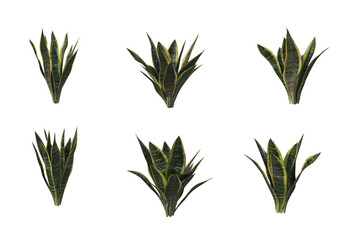 Tropical plants on a transparent background
