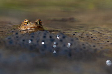 Płazy bezogonowe (Anura), ropucha szara (bufo bufo) na żabim skrzeku (9).