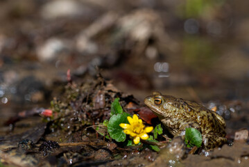 Płazy bezogonowe (Anura), ropucha szara (bufo bufo), środowisko naturalne, złote oczy, żaba na lądzie z żółtym kwiatem. - obrazy, fototapety, plakaty