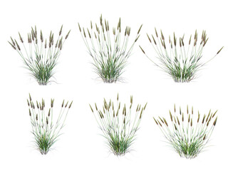 Grass on a transparent background
