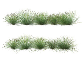 Grass on a transparent background
