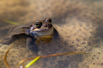 Niebieska żaba moczarowa (rana arvalis), płazy bezogonowe (Anura), żaba w wodzie siedząca na skrzeku (27).
 - obrazy, fototapety, plakaty