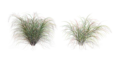 Grass on a transparent background
