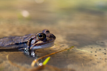 Niebieska żaba moczarowa (rana arvalis), płazy bezogonowe (Anura), żaba w wodzie siedząca na skrzeku (26).
