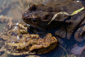 Niebieska żaba moczarowa (rana arvalis), ropucha zwyczajna (bufo bufo) płazy bezogonowe (Anura), żaby w wodzie. - obrazy, fototapety, plakaty