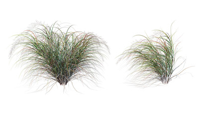 Grass on a transparent background
