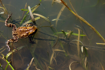 Płazy bezogonowe (Anura), ropucha szara (bufo bufo), środowisko naturalne, złote oczy, skrzek taśmowy.