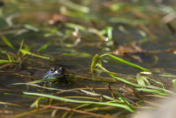 Niebieska żaba moczarowa (rana arvalis), płazy bezogonowe (Anura), żaba w wodzie siedząca na skrzeku (24).
 - obrazy, fototapety, plakaty